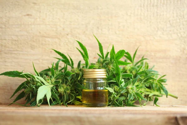 kenevir yağı ve kenevir