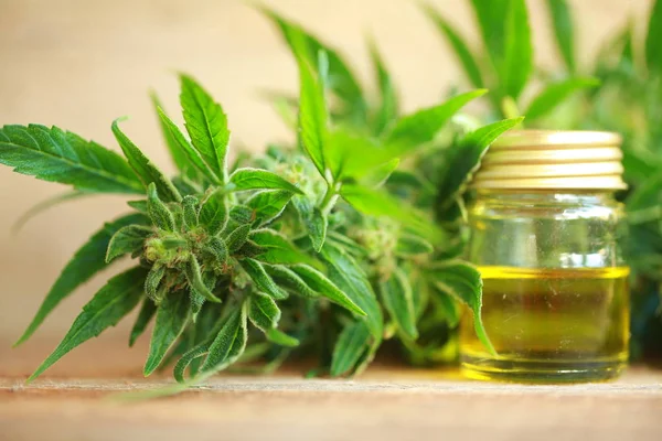 Cannabis oil and hemp — Stock Photo, Image