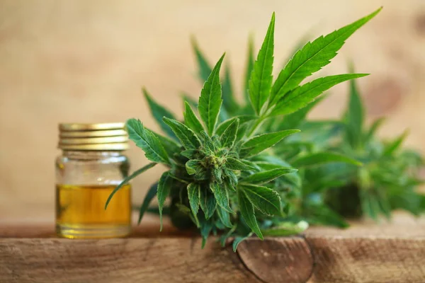 Cannabis oil and hemp — Stock Photo, Image