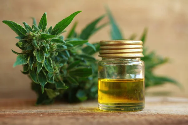 kenevir yağı ve kenevir