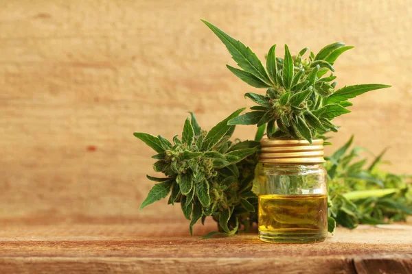 kenevir yağı ve kenevir