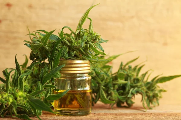 kenevir yağı ve kenevir