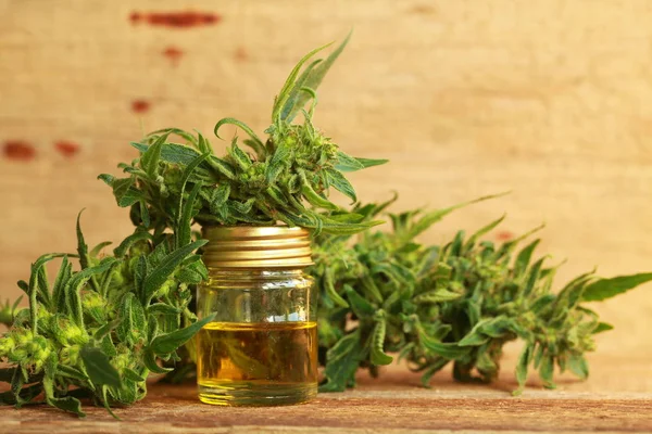 kenevir yağı ve kenevir