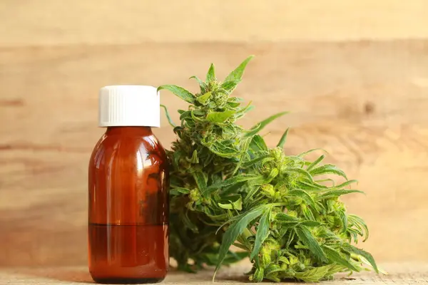 kenevir yağı ve kenevir