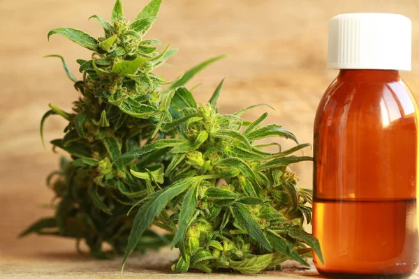 kenevir yağı ve kenevir