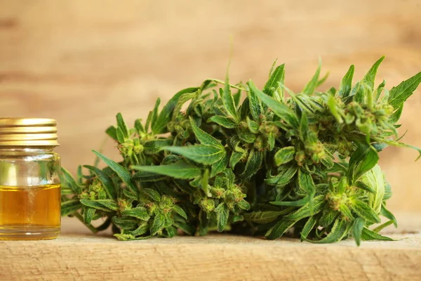 kenevir yağı ve kenevir