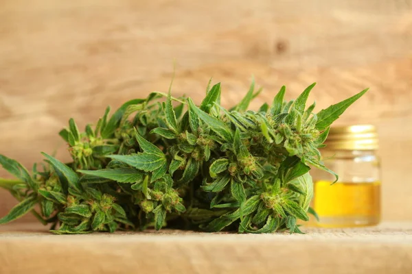 kenevir yağı ve kenevir