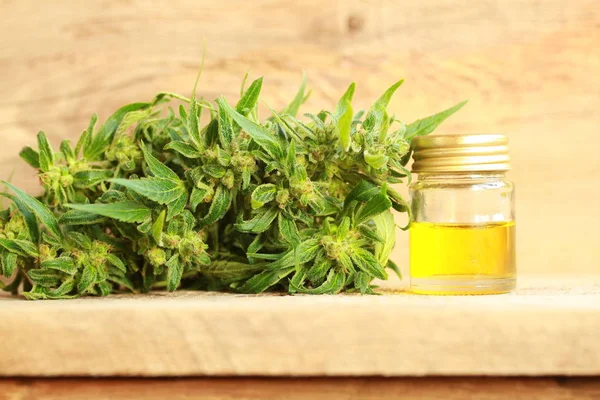 kenevir yağı ve kenevir