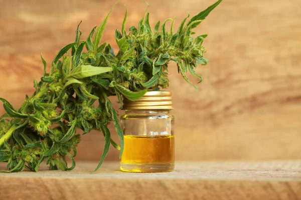 kenevir yağı ve kenevir