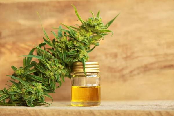 kenevir yağı ve kenevir