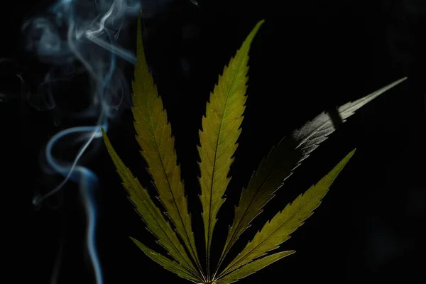 Gröna Cannabis Leaf Svart Bakgrund Höljeförsedda Rök — Stockfoto