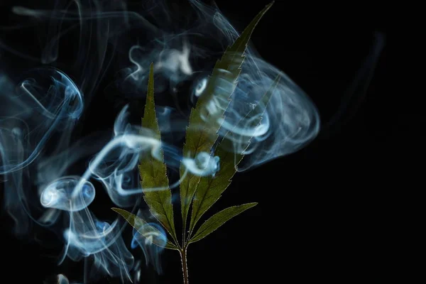 Una hoja de cannabis verde sobre un fondo negro envuelto en humo — Foto de Stock