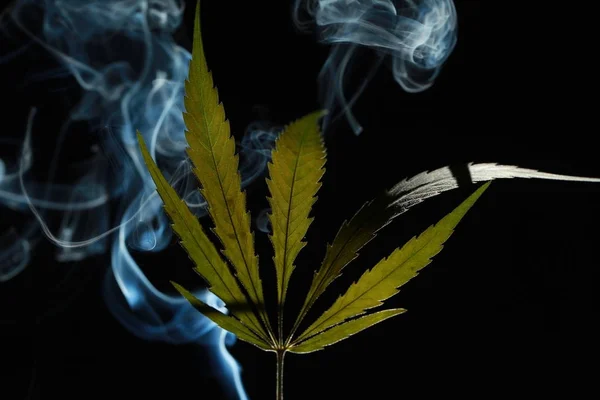 En grön cannabis leaf på svart bakgrund insvept i rök — Stockfoto