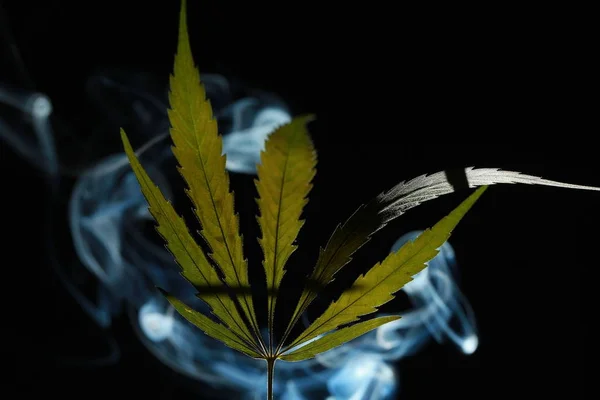 Uma folha de cannabis verde em um fundo preto envolto em fumaça — Fotografia de Stock