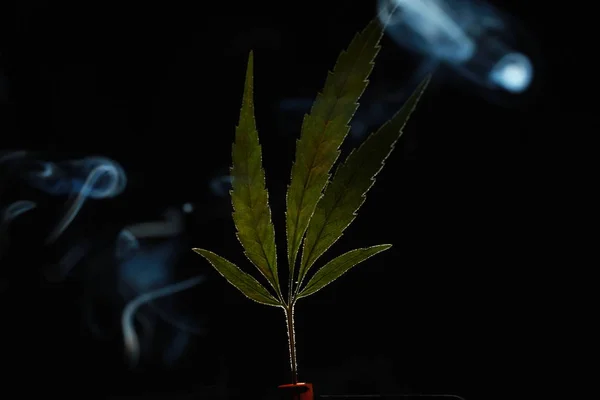 Gröna Cannabis Leaf Svart Bakgrund Höljeförsedda Rök — Stockfoto