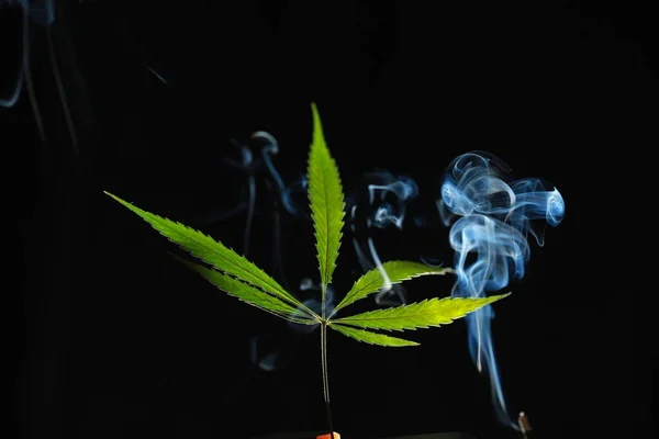 En grön cannabis leaf på svart bakgrund insvept i rök — Stockfoto