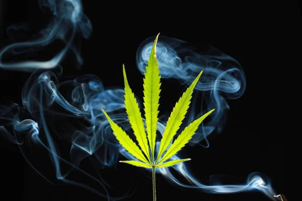 En grön cannabis leaf på svart bakgrund insvept i rök — Stockfoto