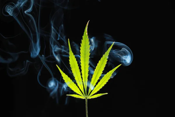 Gröna cannabis leaf på svart bakgrund insvept i rök — Stockfoto