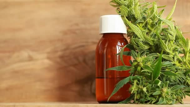 Olio di cannabis e canapa — Video Stock