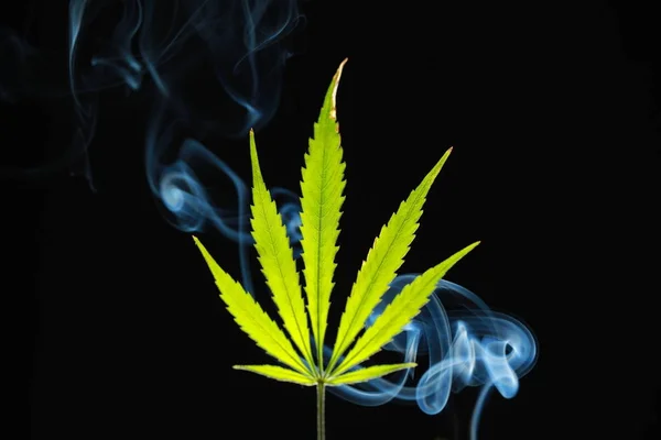 Una hoja de cannabis verde sobre un fondo negro envuelto en humo —  Fotos de Stock