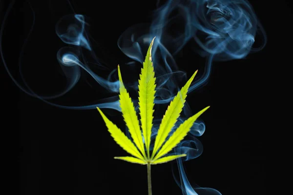 En grön cannabis leaf på svart bakgrund insvept i rök — Stockfoto