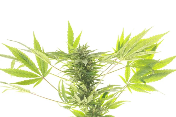 Cannabis e canapa medicina alternativa — Foto Stock