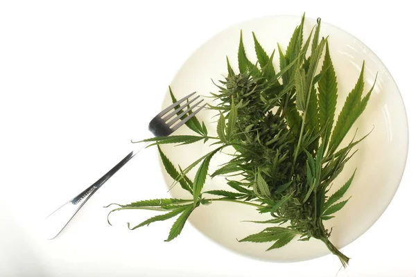 Planta Cáñamo Cbd Cannabis —  Fotos de Stock