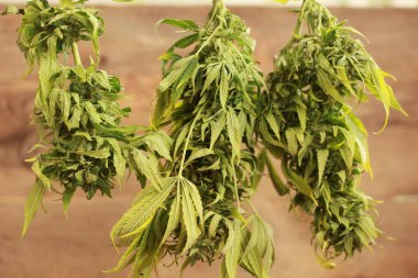 Kenevir kenevir asılı kurutma