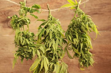 Kenevir kenevir asılı kurutma