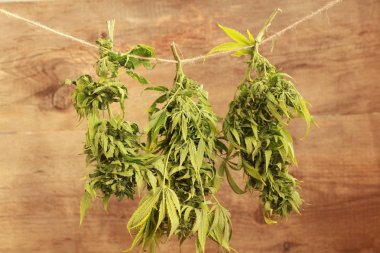 Kenevir kenevir asılı kurutma