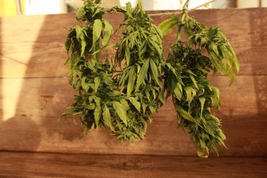 Kenevir kenevir asılı kurutma