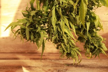 Bud kenevir asılı kurutma