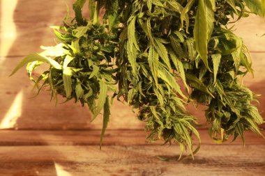 Bud kenevir asılı kurutma