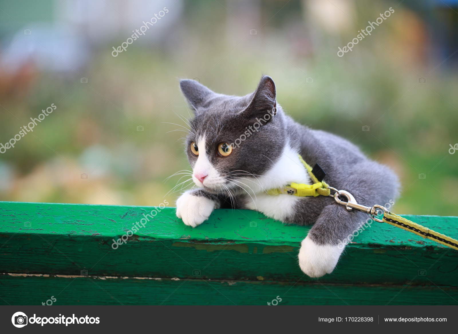 Gri Kedi Bir Leash Üzerinde Sokak Yürüyüş — Stok Foto © Omstudio 170228398