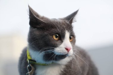 Gri kedi bir leash üzerinde sokak yürüyüş