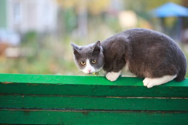 Gri kedi bir leash üzerinde sokak yürüyüş
