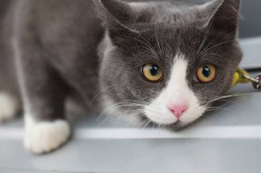 Gri kedi bir leash üzerinde sokak yürüyüş