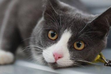 Gri kedi bir leash üzerinde sokak yürüyüş