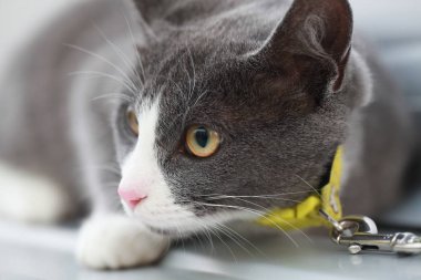 Gri kedi bir leash üzerinde sokak yürüyüş