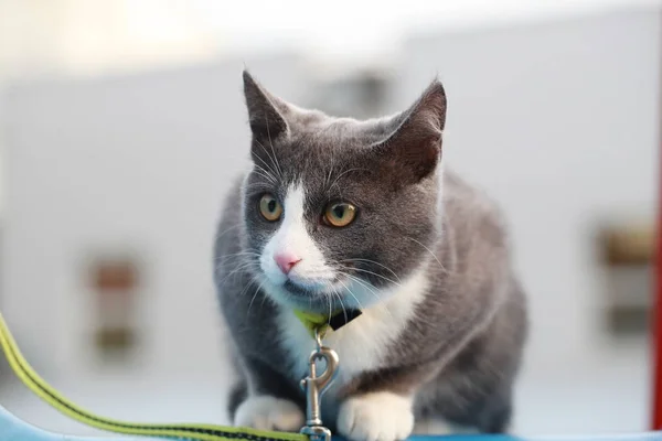 gray cat on the street walk on a leash