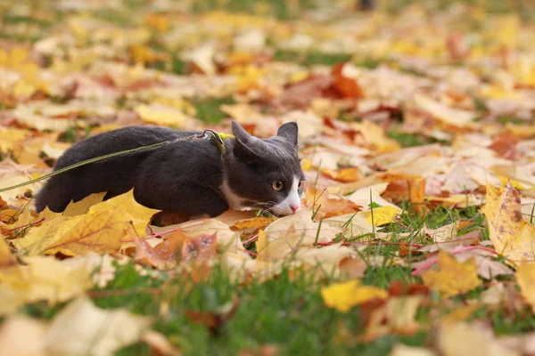 Gray Cat Street Walk Leash — Stock Photo, Image