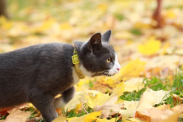 Gray Cat Street Walk Leash — Stock Photo, Image