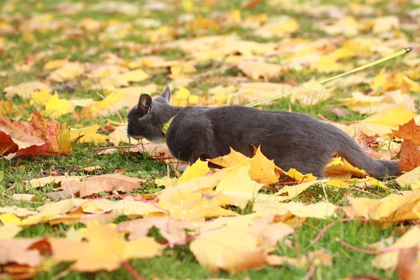 Gatto grigio sulla strada camminare al guinzaglio — Foto Stock