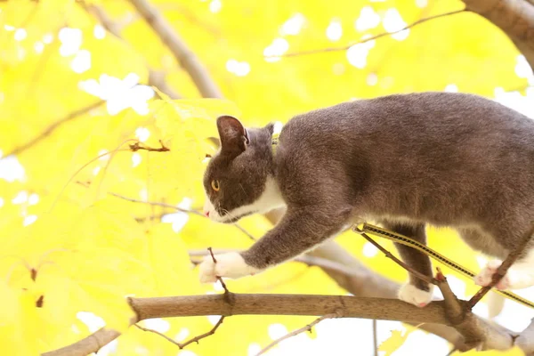 Gato cinza no passeio de rua em uma coleira — Fotografia de Stock