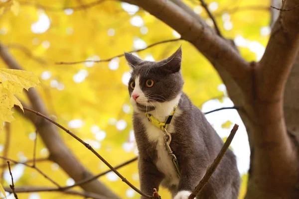 Gato cinza no passeio de rua em uma coleira — Fotografia de Stock