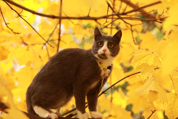 Gato cinza no passeio de rua em uma coleira — Fotografia de Stock