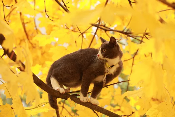 Gato cinza no passeio de rua em uma coleira — Fotografia de Stock