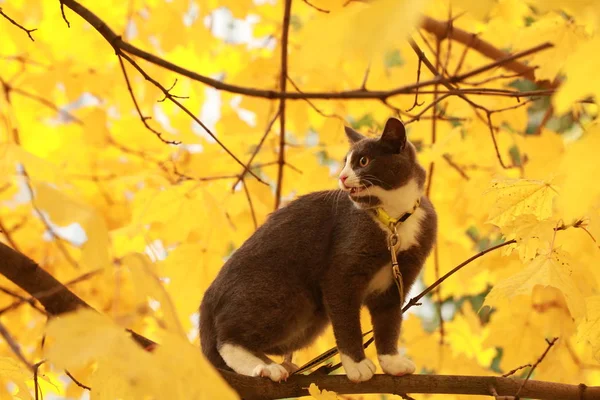 Gato cinza no passeio de rua em uma coleira — Fotografia de Stock