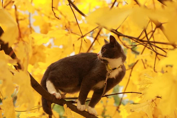 Gato cinza no passeio de rua em uma coleira — Fotografia de Stock