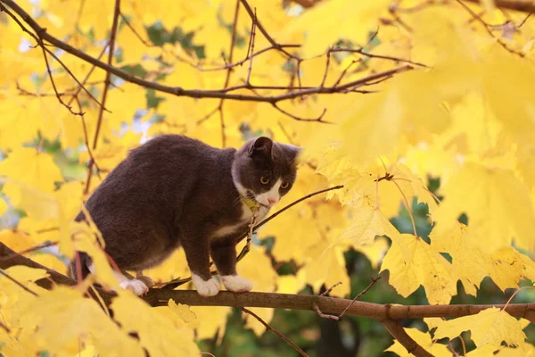 Gato cinza no passeio de rua em uma coleira — Fotografia de Stock